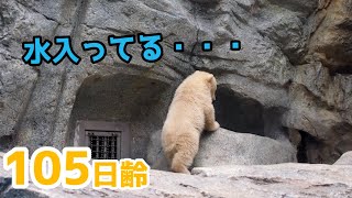 展示場のお気に入りの場所がなくなった赤ちゃん【105日齢】Polar Bear Baby Growth Record(Day 105)