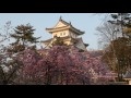 4k動画4k video　城　岐阜県大垣市の大垣城と桜