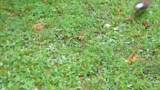 2008-08-11: USA New Jersey Livingston wild rabbit