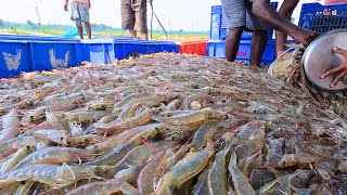 JELAJAHI DUNIA BUDIDAYA UDANG!! || Exploring The World Of Litopenaeus Vannamei Shrimp Farming!