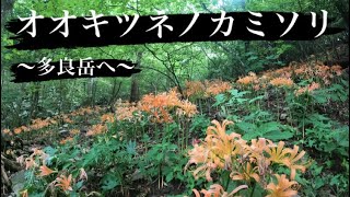 【登山】見頃のオオキツネノカミソリを見に多良岳【佐賀】