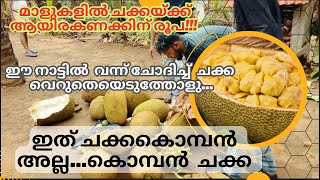 മാളുകളിൽ 1000 കണക്കിന് രൂപ😳ഇവിടെ നിങൾക്ക്  ഫ്രീ🤩/World tasty Jackfruit#viral#tasty#kerala#india