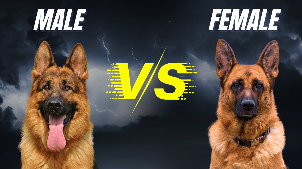 MALE 🆚 FEMALE German Shepherd - What Are The Differences? - YouTube