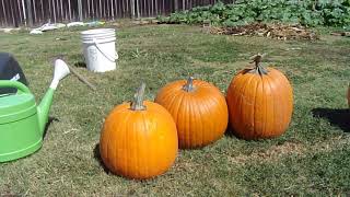 Helpful tips for growing Big Pumpkins