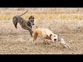 CAZA DE LIEBRES CON PERROS GALGOS 2022 - PERROS DE CAZA| Vamos al Campo