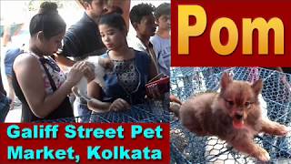 Energetic Pomeranian Dog Puppies At Galiff Street Pet Market Kolkata Energetic Pomeranian Dog Puppies At Galiff Street Pet Market Kolkata