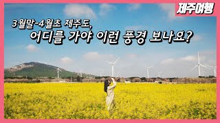 [제주가이드] 제주도 봄꽃 놓치지 않으려면 꼭 봐야할 영상! 직접 다녀온 예쁜 장소들 총정리 해드립니다. [제주여행/벚꽃/유채꽃/튤립]