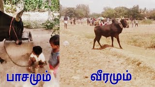 வீரதமிழச்சி காளையின் பாசமும் விளையாட்டும்...