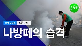 나방떼의 습격ㅣ소셜라이브 6분 순삭