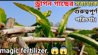 ড্রাগন ফল গাছের গরমের শুরুতে কিভাবে পরিচর্যা করবেন ও ফুল ফল পাওয়ার জন্য কিভাবে সার প্রয়োগ করবেন।