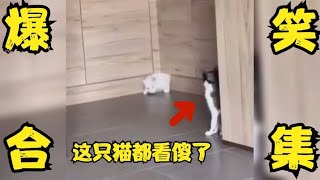 这只小白猫是怎么钻出来的啊，把旁边猫都看傻了把我也看傻了