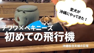 【遂に！！愛犬が飛行機で沖縄に🌺】愛犬(チワワ×ペキニーズ)の初めての飛行機でドキドキ😭| 犬の沖縄移住| 沖縄移住夫婦の日常