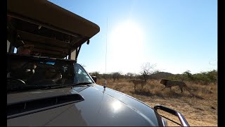 360 Video of Lion Couple close to Renoster Koppies in The Kruger National Park 15 September 2020