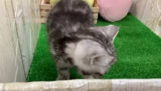 犬の家＆猫の里エアポートウォーク名古屋店　109362　アメリカン・ショートヘア