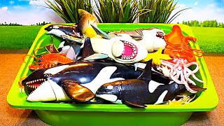 Classic Box of Sea Animals - Sharks, Octopus, Orca, Hammerhead Shark, Whale, Penguin, Crab, Lobster