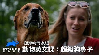 【中英雙字幕】動物線上英文課：狗狗的鼻子連心情都能聞出來？｜動物星球頻道