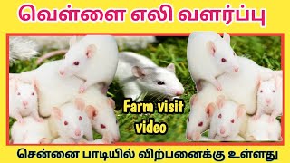 வெள்ளை எலி வளர்ப்பு முறை மற்றும் விற்பனை | white rat 🐀 sales in chennai padi | மொட்டை மாடி பண்ணை