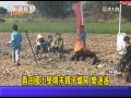 1030118 14香田國小學期末親子爌窯 樂逍遙