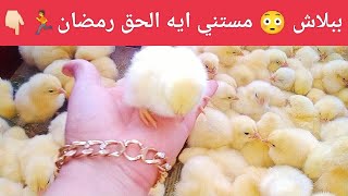 عاااجل الآن✋إنقلاب مفاجئ لأسعار الكتاكيت بورصه السبت 🙅 والفراخ البيضه بتفرح المربي 🤫🏃👇🏻