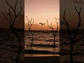 White maakana flies in the sunset in Maldives Islands