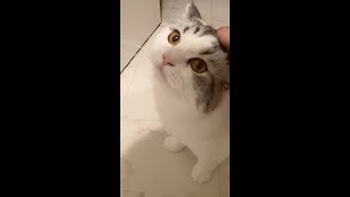 長めのお留守番を終えて激おこな子猫。【マンチカン】 #shorts