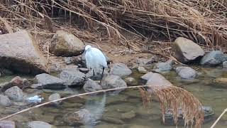 눈비오는 동짓날 아침 산책길에  250212 🐦 🦆 🦅 🕊