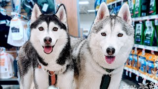 My Husky Goes On A Shopping Spree | PetSmart Haul for My Dogs