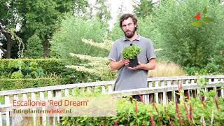 Escallonia 'Red Dream' - informatie