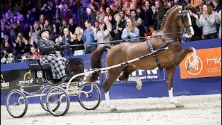 Macho at the Oregon Trophy- KWPN Stallion Show 2023