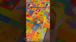 (車椅子犬リハビリ)A perfectly imperfect dog is showing off her dance.#shorts #handicapable ダンス犬#保護犬 アメリカ生活