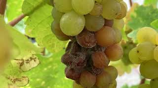 Sustainable Botrytis management