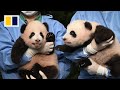 South Korea reveals names of panda twin ‘treasures’