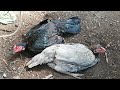 poultry farming പോര് കോഴി