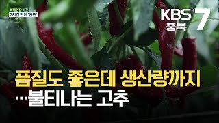 [화제현장 이 곳] 품질도 좋은데 생산량까지…불티나는 고추 / KBS 2021.09.01.