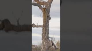 Leopard was scared when he saw Hyena and had to climb the tree