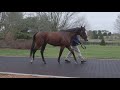 belmont stakes winner tiz the law arrives at stud at coolmore