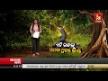 🔴live ଏହି ଗନ୍ଧକୁ ସାପଙ୍କ ପ୍ରଚଣ୍ଡ ଭୟ 8th february 2024 nandighosha tv odisha