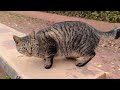 喧嘩しそうな雰囲気の猫達…キジトラ猫落ちる 笑 【野良猫 地域猫】cats that look like they re about to fight... stray cat