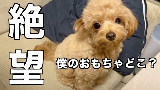 お気に入りのおもちゃを捨てられて現実を受け入れられない犬【多頭飼い】