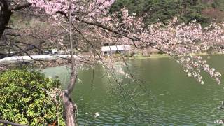 櫻　臥竜公園　桜の名所百選-04　弁天島→臥竜橋