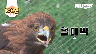 옆집 부엉이가 사냥하는거 보고 깜놀한 새가슴 검독수리ㅋㅋ l Golden Eagle Who's Been Carrying A Bullet In The Body For 8 Years