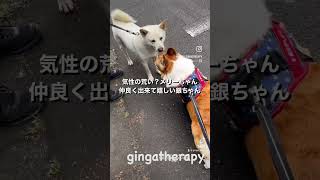 #コーギー #銀ちゃん #仲良し #instagram #tiktok #japan #happy #2023 #corgi #love #tbt #japan #happy