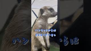 フェレットにしつこく起こそうとするミーアキャット。うるさいね〜(笑) #ショート #フェレット #ferret #meerkat #ミーアキャット #shorts