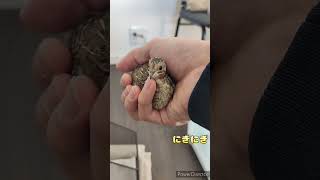 ウズラニギニギ soft grasp quail  #うずら #ウズラ #ひめうずら#birds