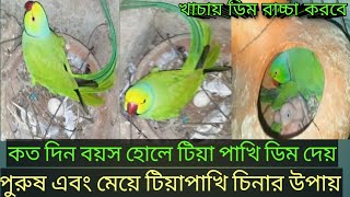 টিয়া পাখি ছেলে নাকি মেয়ে চেনার উপায়।How to identify baby parrot gender?