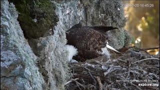 West End Low Cam. Thunder laid her second egg. 02.20.2025. Explore.org