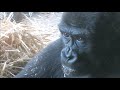 まだモモコの母乳を飲むリキ　 riki drinks momoko s breast milk ueno zoo gorilla ”haoko family” 【268】2021.06.15