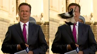 Bird Swoops Into Reporter’s Face Just Before Going Live