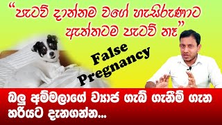 සුනඛ අම්මලාගේ ව්‍යාජ ගැබ් ගැනීම False pregnancy..  Dr Anura Dissanayake..