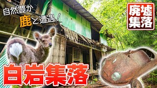 【廃墟探索】なにか居る...!! 廃集落の探索中にニホンジカと遭遇!! 埼玉県飯能市 白岩集落跡｜ABANDONED village - Japanese